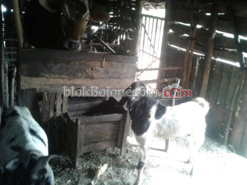 Penghujan, Waspada BEF Serang Hewan Ternak